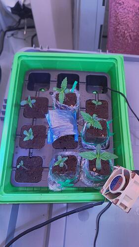 IMG_20240421_121301_HDR