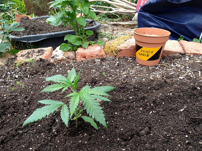 Grow25_0527_06