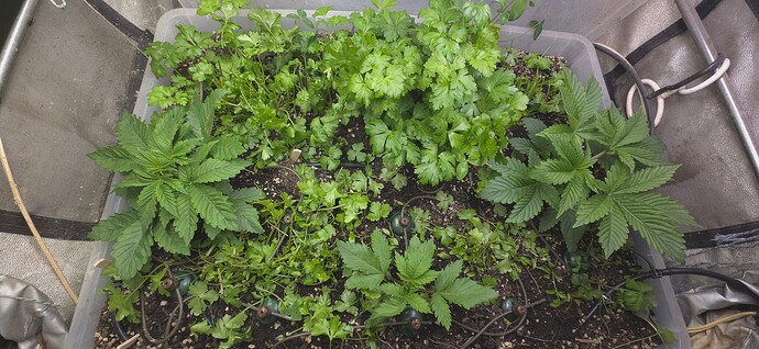 Growreport Bild 20