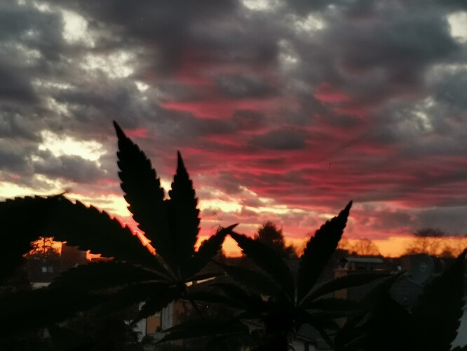 Hanf Sonnenuntergang