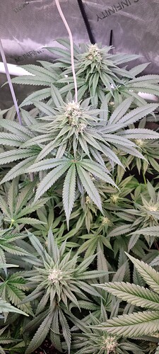 Growreport Bild 6