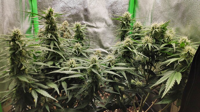 Growreport Bild 5