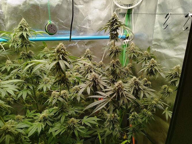 Growreport Bild 2