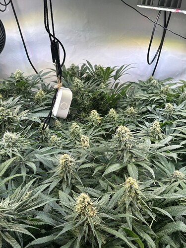 Growreport Bild 19