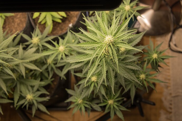Growreport Bild 7