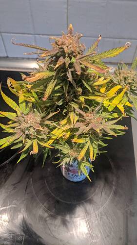 signal-2024-04-06-180138_007