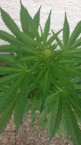 Growreport Bild 2