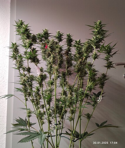 Growreport Bild 31