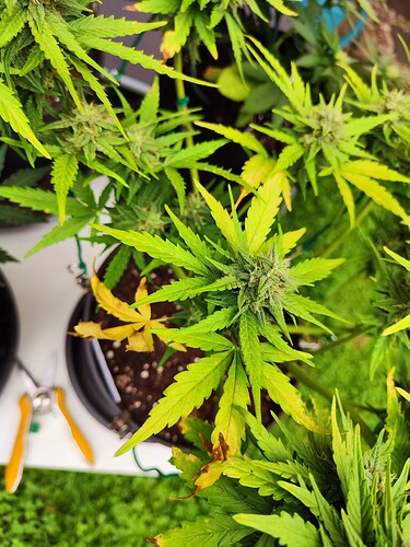 Growreport Bild 15