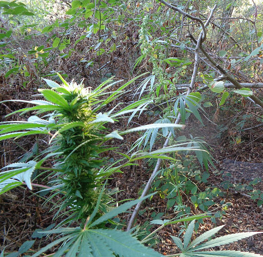 Beldia 26 August.1