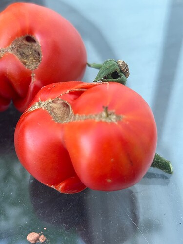 Growreport Bild 108
