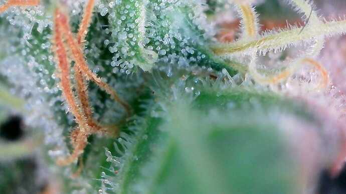 Growreport Bild 8