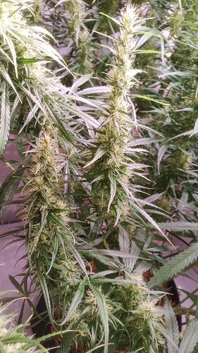 Growreport Bild 6