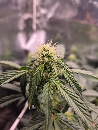 Growreport Bild 7
