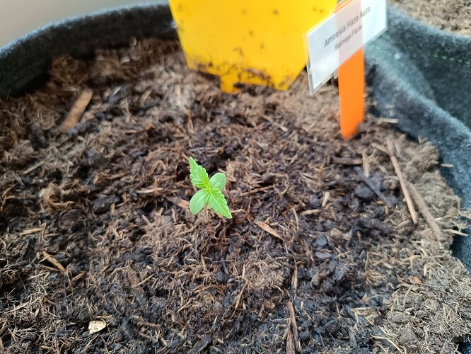 IMG_20240430_190119955_HDR