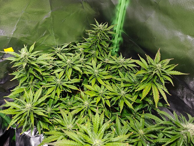 Growreport Bild 1