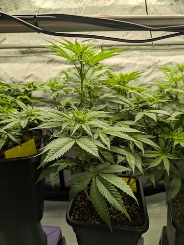 Growreport Bild 3