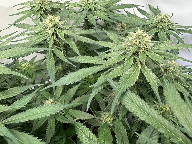 Growreport Bild 16