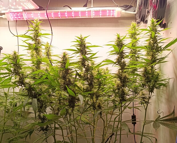 Growreport Bild 3
