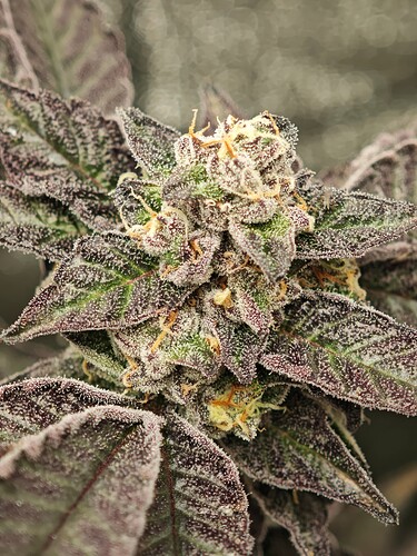 Growreport Bild 9