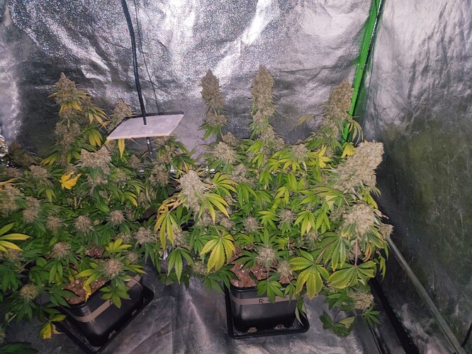 Growreport Bild 117