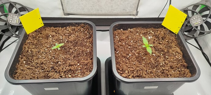 Growreport Bild 4