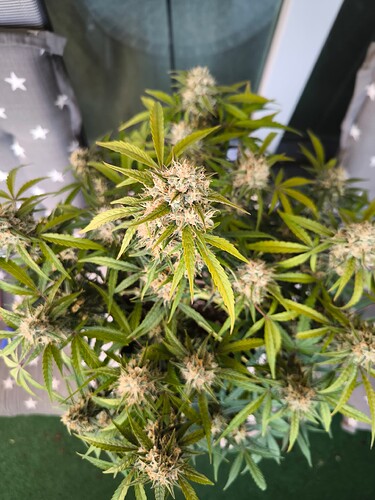 Growreport Bild 2