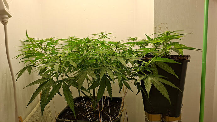 Growreport Bild 218
