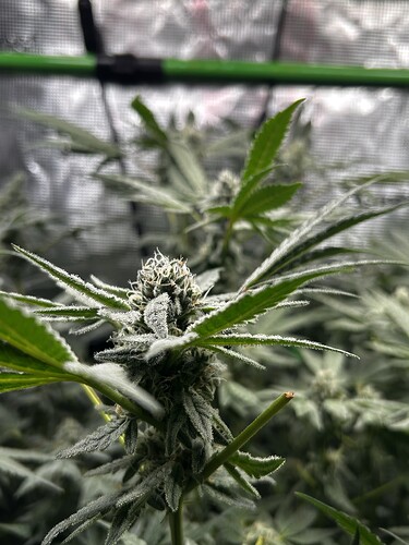 Growreport Bild 29