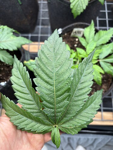 Growreport Bild 1