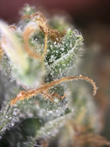 Growreport Bild 66