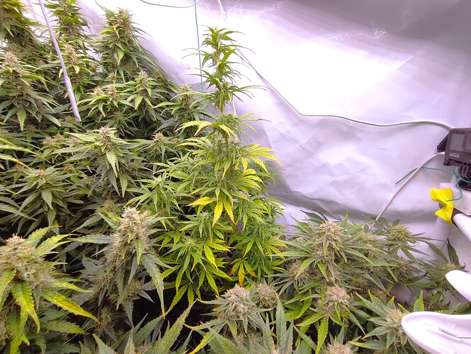 Growreport Bild 84