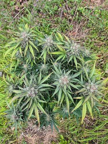 Growreport Bild 17