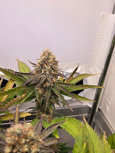 Growreport Bild 4