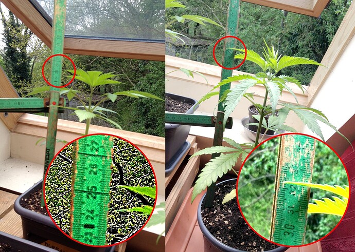 Grow25_0424_4M