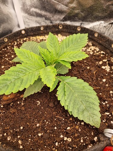 Ein junger Cannabissämling in einem Vliesstofftopf, der sich in der Wachstumsphase befindet.