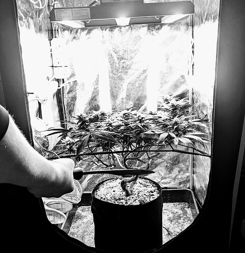 PXL_20241004_161355619.MP