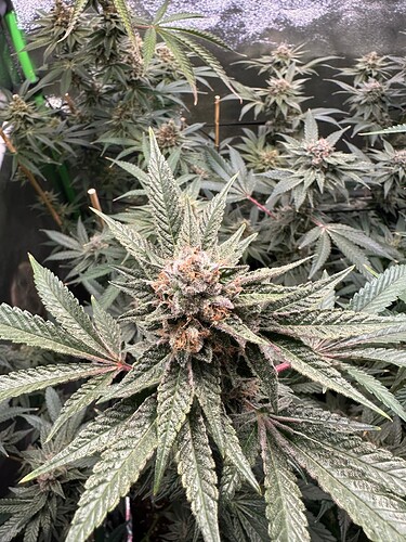 Growreport Bild 20