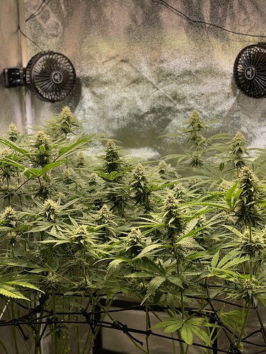 Growreport Bild 2