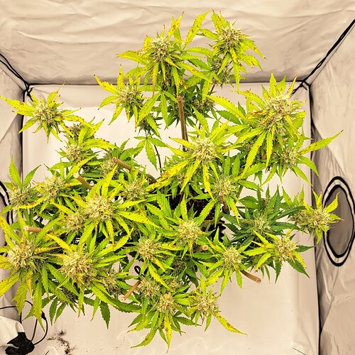 Growreport Bild 17