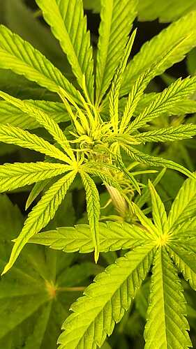 Growreport Bild 1