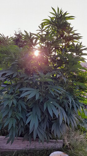Growreport Bild 2
