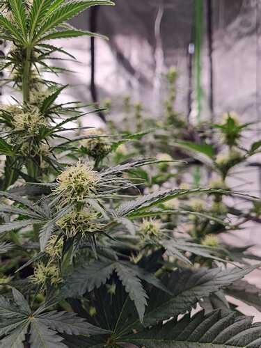 Growreport Bild 19