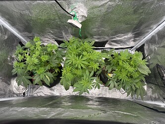 Growreport Bild 14