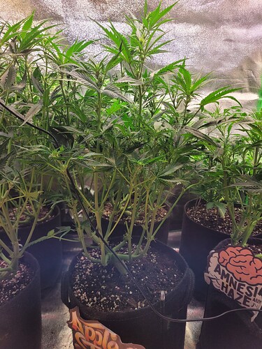 Growreport Bild 9
