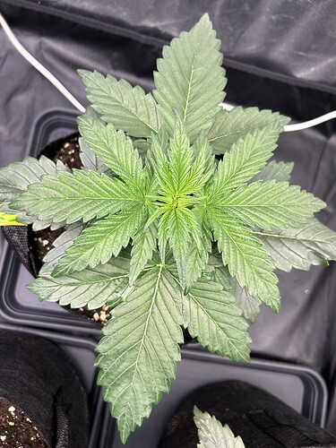 Growreport Bild 4