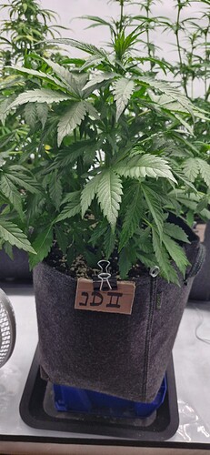 Growreport Bild 4