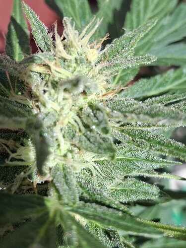 Growreport Bild 120