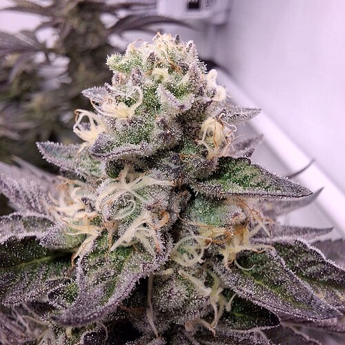 480205418_122168486612293599_108972789688183336_n