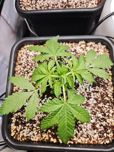 Growreport Bild 8